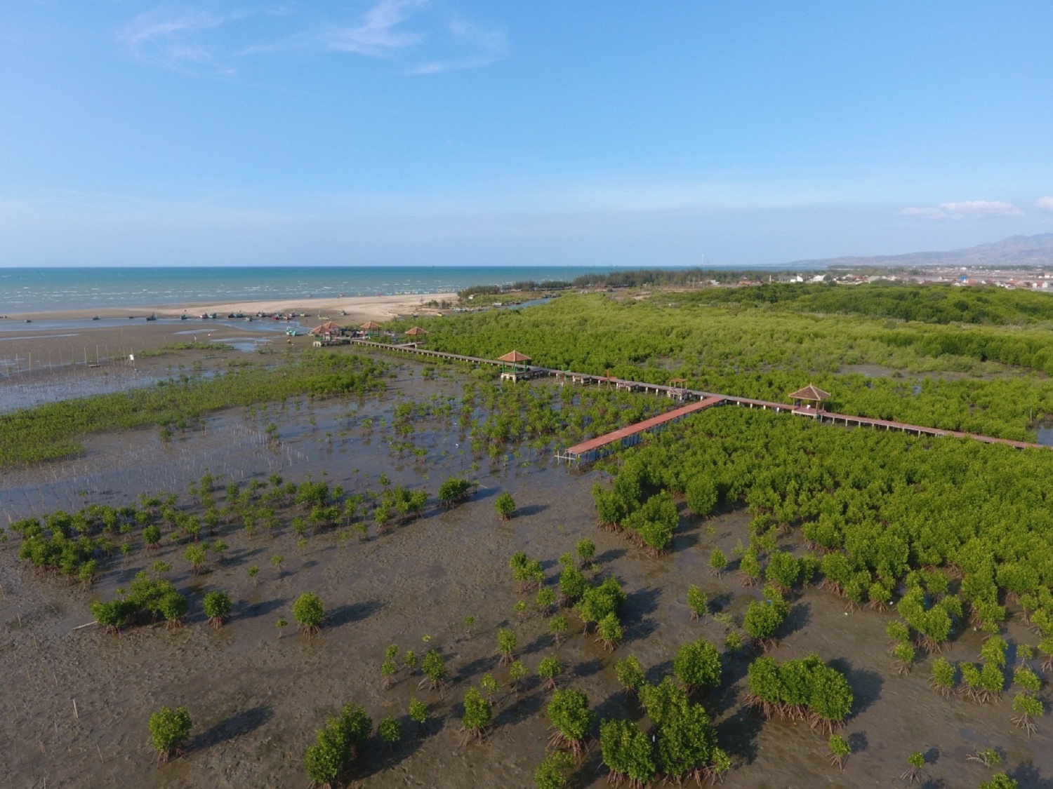 bentang-mangrove