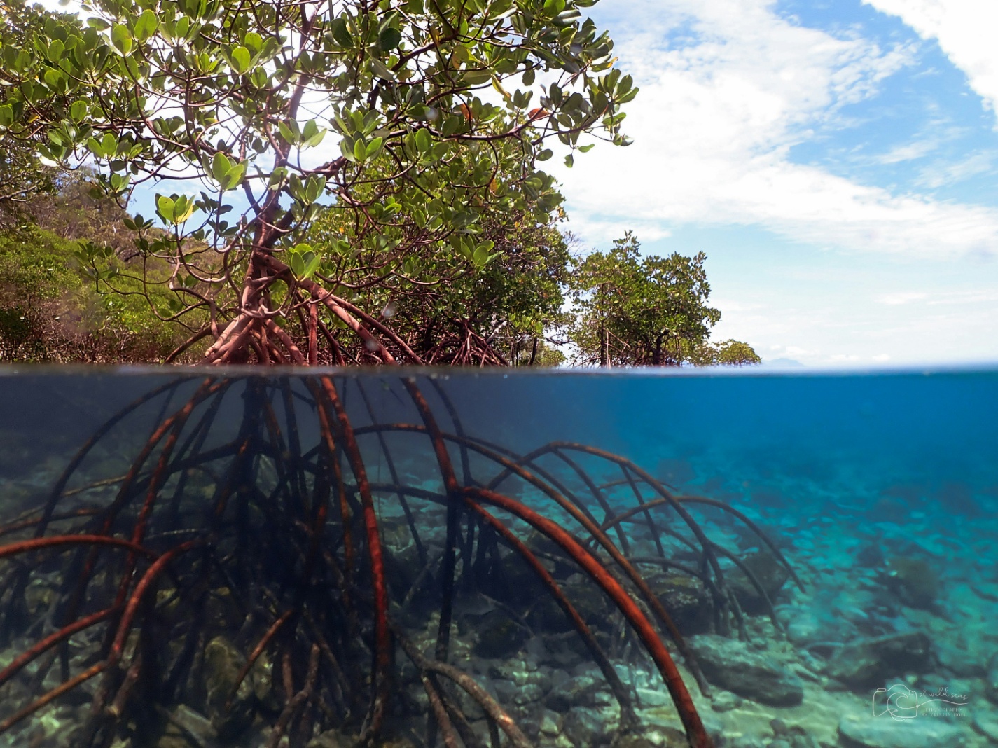 Ekosistem Mangrove